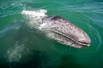 Grey Whale in Guerrero Negro, Mexico